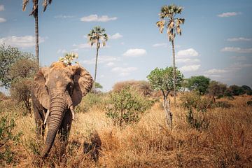 Olifant in Tanzania, Tangarire National Park van Karlijn Meulman