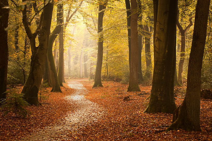Dem Licht entgegen von Halma Fotografie