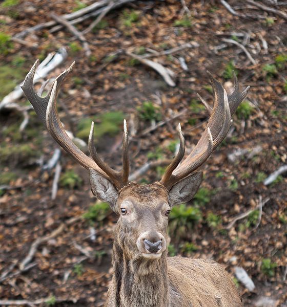 Deer by Hans-Bernd Lichtblau