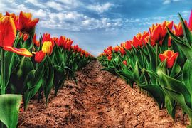 Tulips by Claudia De Vries