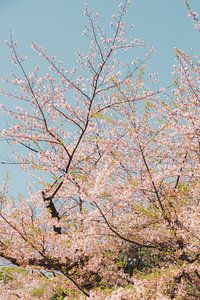 Sakura hemel - bloesemboom in Japanse lente