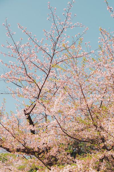 Sakura sky - blossom tree in Japanese spring by NZME Photography