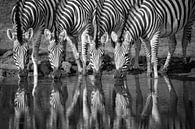 Vier Zebras, die Seite an Seite trinken, in Schwarz-Weiß. von Caroline van der Vecht Miniaturansicht