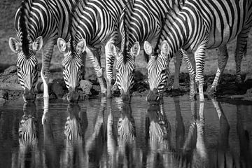 Vier zebra's drinkend naast elkaar, in zwart wit