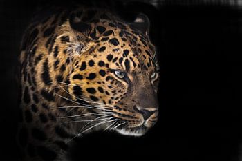 Museau d'un léopard d'Extrême-Orient de profil dans l'obscurité, isolé sur fond noir