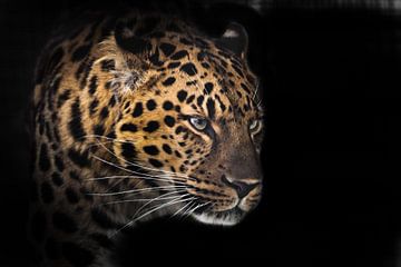 Snuit van een luipaard uit het Verre Oosten in profiel in het donker, geïsoleerd op zwarte achtergro van Michael Semenov