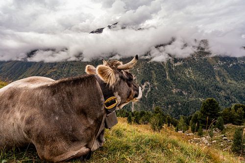 Reclining cow with large metal bell on top of mountain 