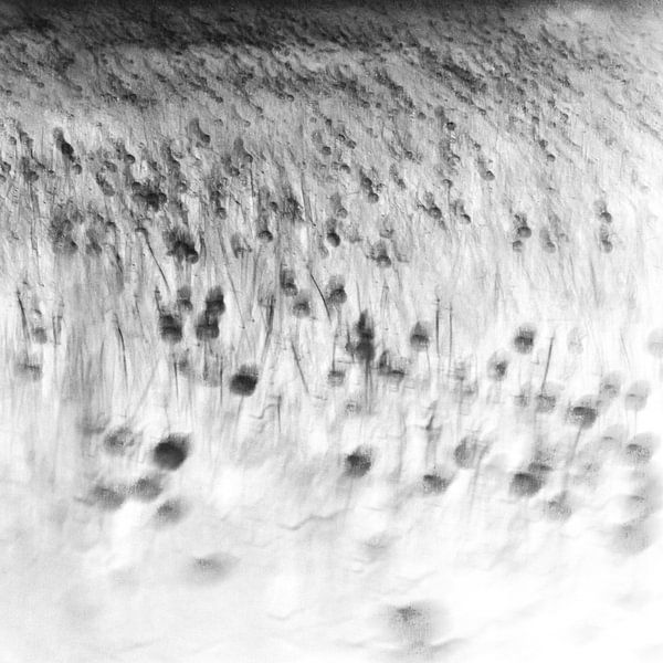 field of shadows von Dorit Fuhg