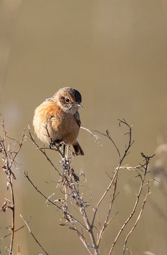 Stonechat by Hillie Dijkstra