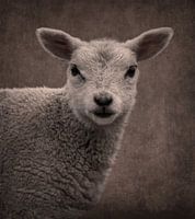 Mouton : Portrait d'un agneau en couleurs marron sépia