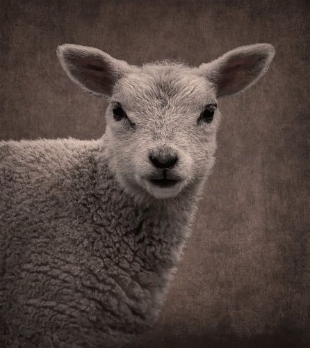 Schaap: Portret lammetje in sepia bruin kleuren