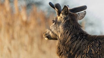 Stille Blik van het Edelhert van Gianni Argese