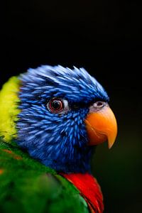 Oiseau arc-en-ciel