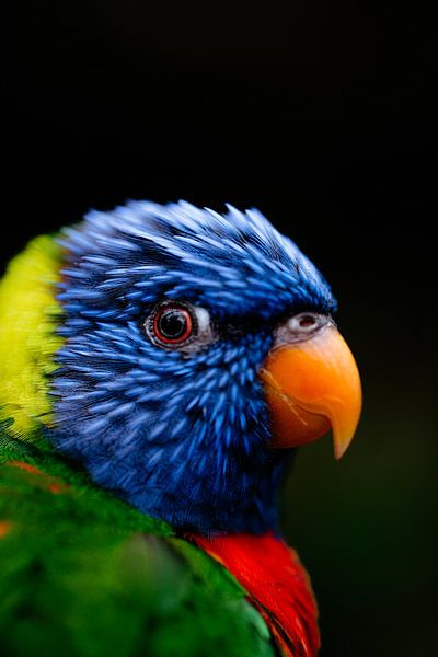 Regenboog vogel van Myrthe Vlasveld