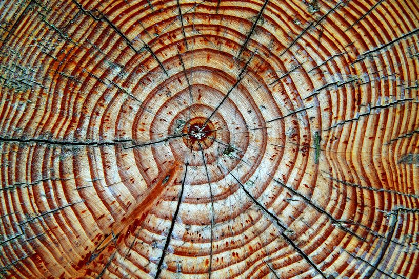 Leben Ringe von Jolanta Mayerberg