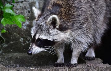 Raccoon