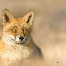 Red fox by Arien Linge