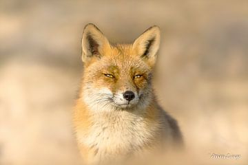 Red fox sur Arien Linge