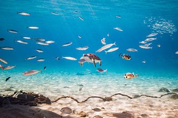 Piskado-Schildkröte