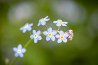 Vine of blue purple forget-me-not flowers by Julia Strube - graphics thumbnail