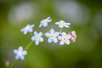 Wijnstok van blauw violet vergeet-me-nietjes