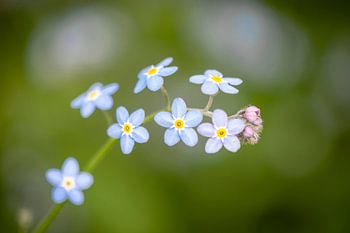 Rameau de fleurs de myosotis bleu violet