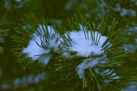 a twig with snow on it by Erik Buitenhuis