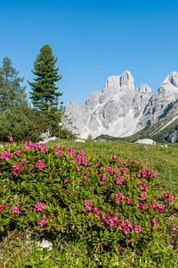 Alpine roses in the mountains II by Coen Weesjes