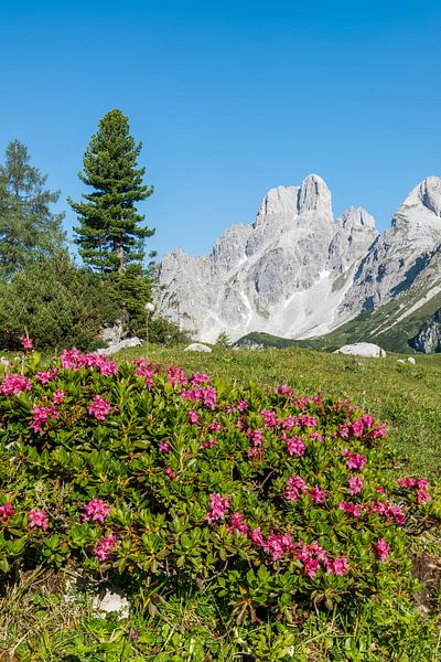 Alpenrose & Gosaukamm von Coen Weesjes