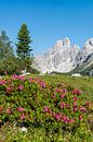 Roses des Alpes dans les montagnes II par Coen Weesjes Aperçu