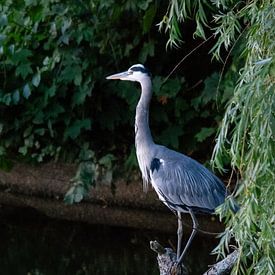 Blue Heron by Peter Veerman