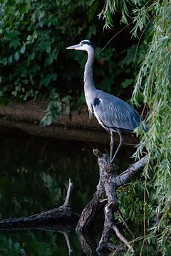 Blaureiher von Peter Veerman