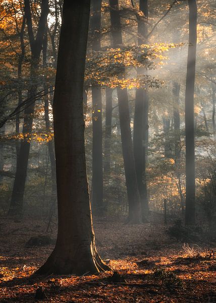 Automne par Jeroen Linnenkamp