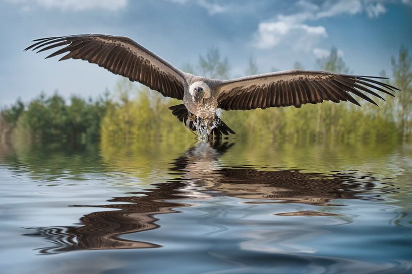 Vulture flies just over the water by Egon Zitter