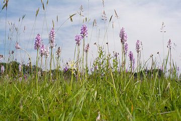 Species rich grassland with Orchids von Mark Meijrink