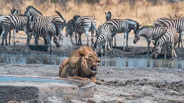 Leeuw in Namibië, Afrika van Patrick Groß