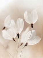 Dry Flower Detail No 10