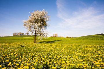 Landschap in Beieren met een bloeiende boom in de lente van ManfredFotos