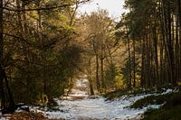 Wintery day in the woods