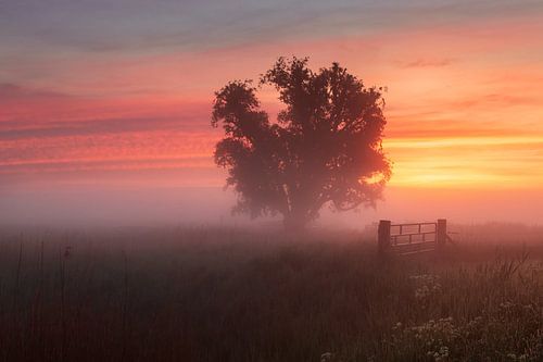 Een boom in de mist bij Noorddijk Groningen