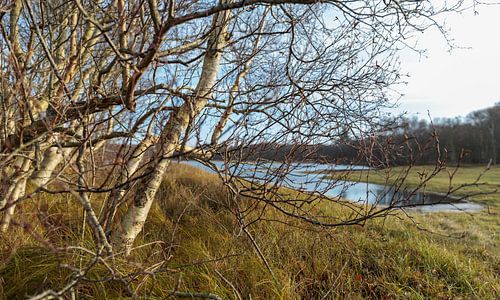 Svhiermonnikoog – Dune Lake and Birch Forest, mid-December