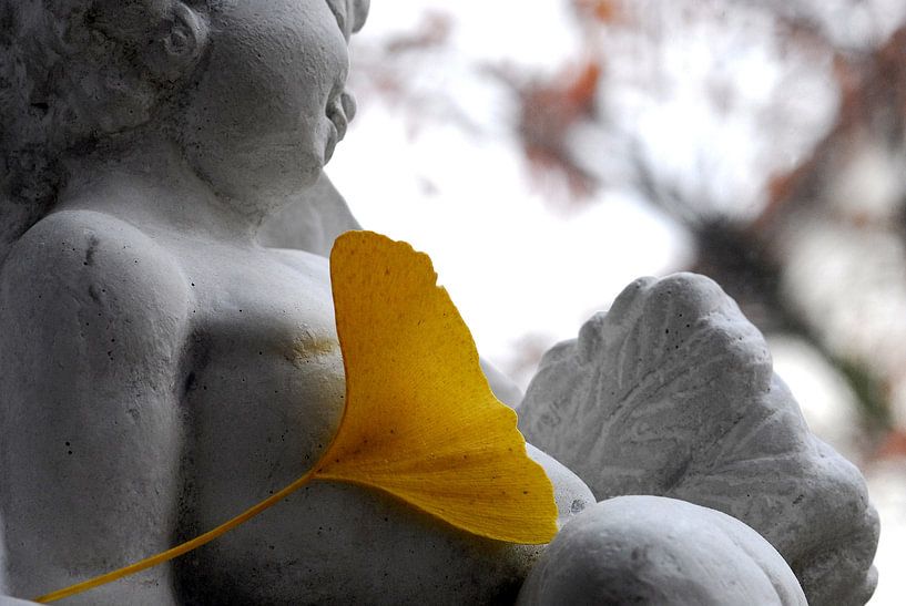 Ginkgo Engel von Ingo Laue