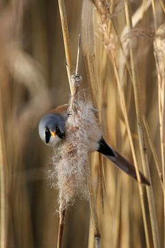 Der intensive Blick eines Bartmännchens auf eine Schilfzigarre