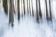 Dennenbomen in de sneeuw van Guido Rooseleer thumbnail