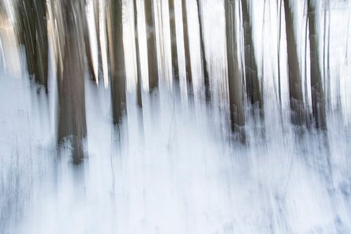 Dennenbomen in de sneeuw