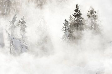 Naaldbomen in Yellowstone Nationaal Park in de winter