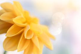 Dahlia jaune 2
