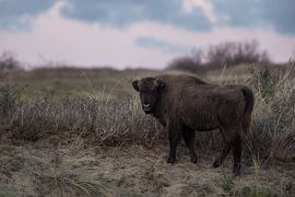 Wisents in Dünen auf der Kraansvlak von Süd-Kennemerland von Jeroen Stel