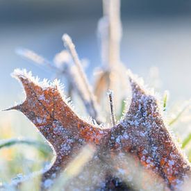 Boomblad op Besneeuwde Ondergrond van Kristof Leffelaer