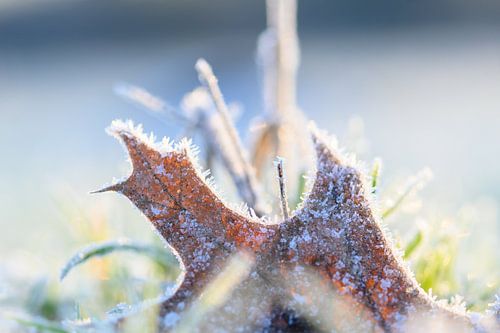 Boomblad op Besneeuwde Ondergrond